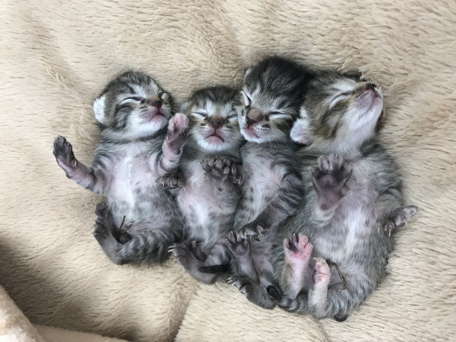 寄り添って眠る四匹の子猫