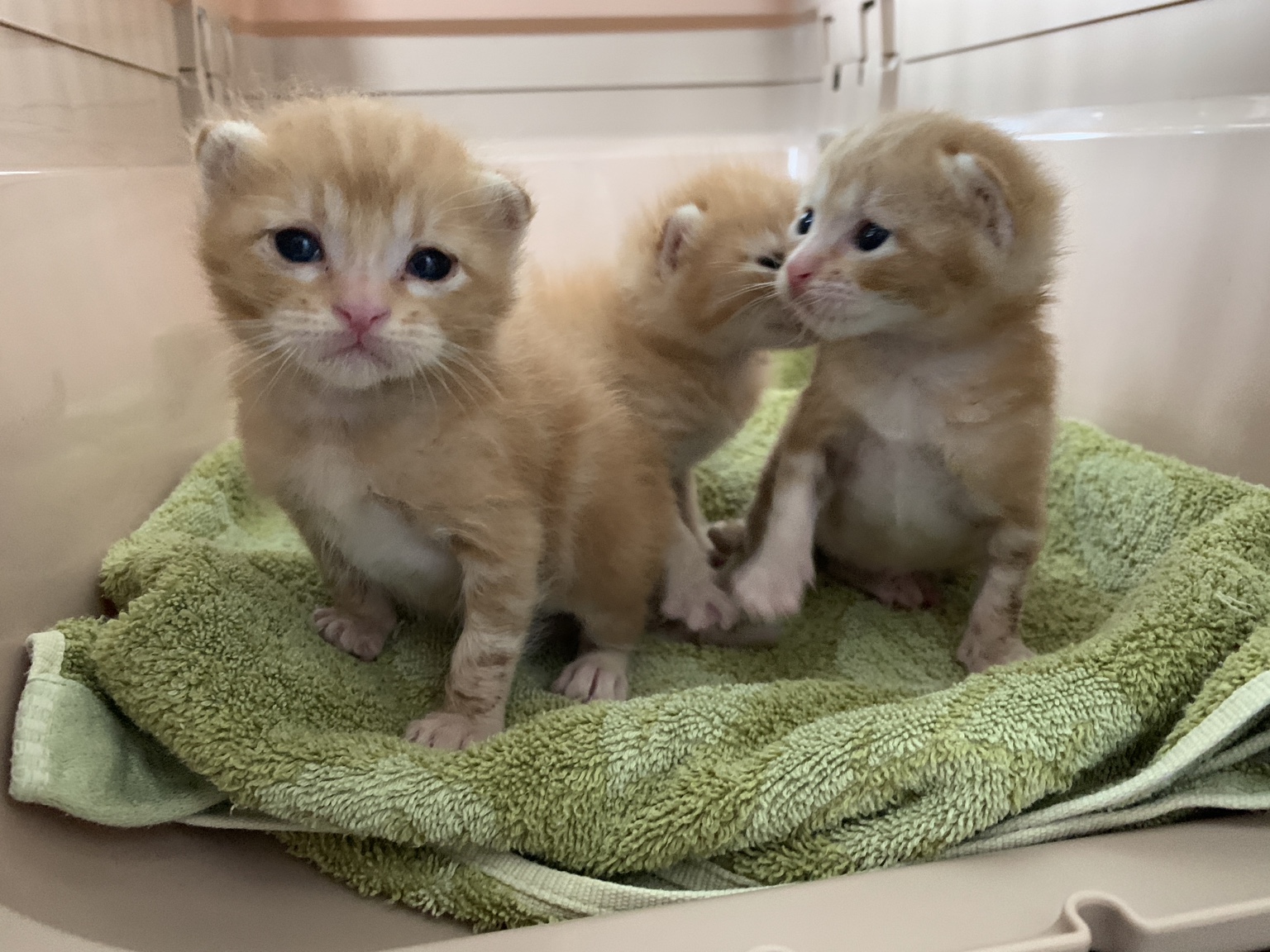 毛布の上にいる三匹の茶トラの子猫