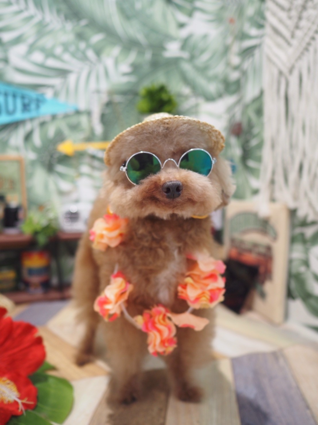 夏の撮影セットでサングラスと花飾りをつけたわんちゃん