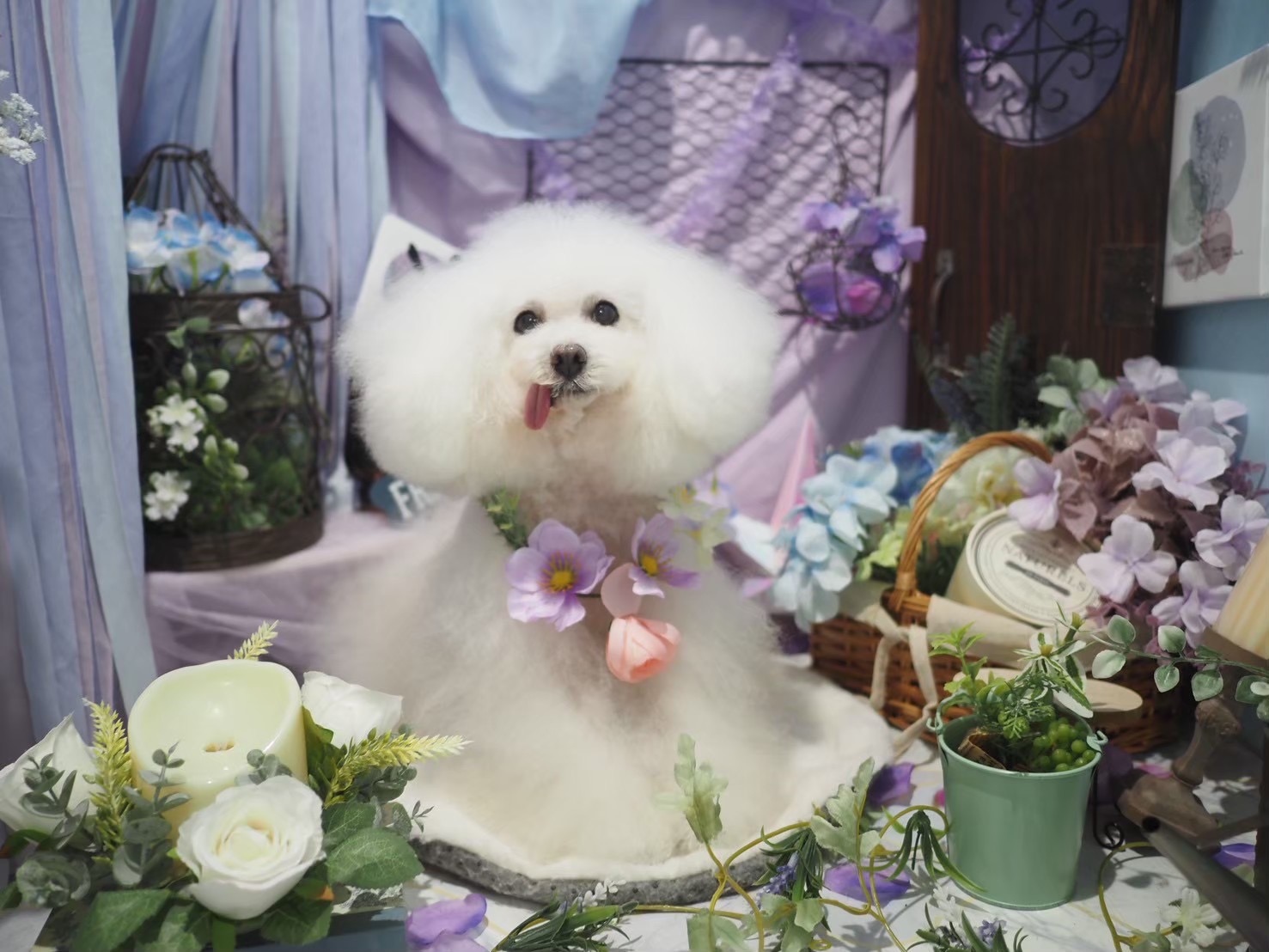 紫色の花に囲まれた撮影セットのわんちゃん
