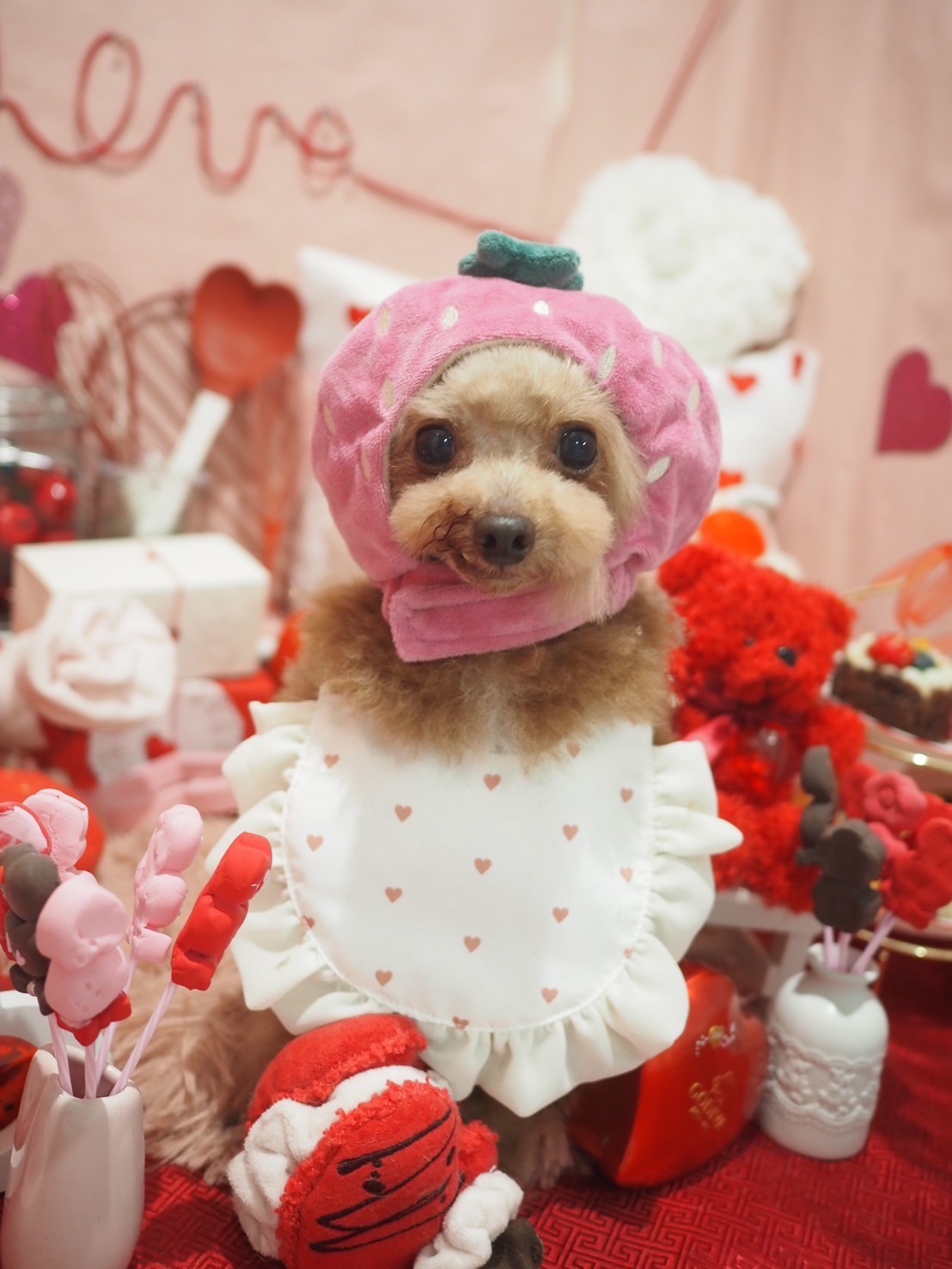 ピンクのいちご帽子をかぶった撮影セットのわんちゃん